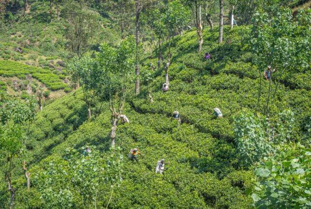 Sri Lanka Rundreise Urlaub Nuwara Eliya Teeplantagen