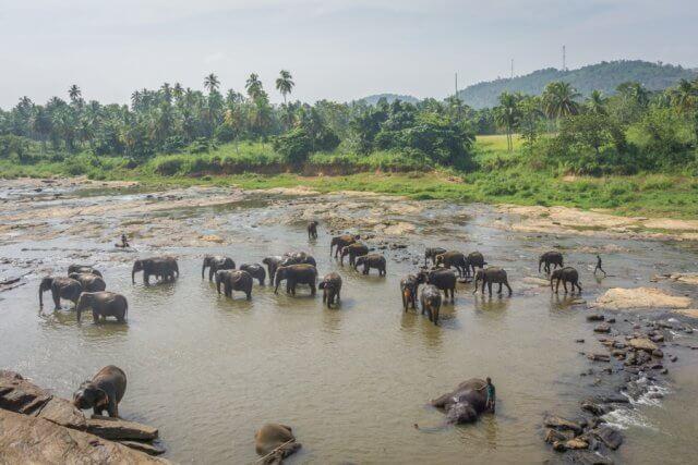 Sri Lanka Rundreise Urlaub Pinnawala