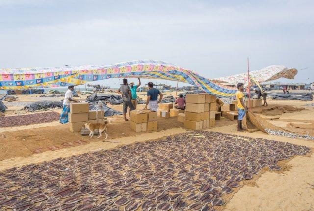 Sri Lanka Rundreise Urlaub Fischmarkt Negombo